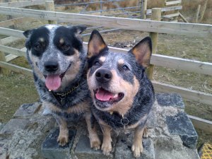 Lanner Falcon and Austmans Wild Child A.K.A Dylan and Dottie Reid